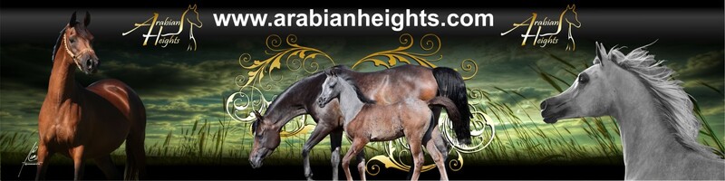 Arabian_Heights_Banner.jpg